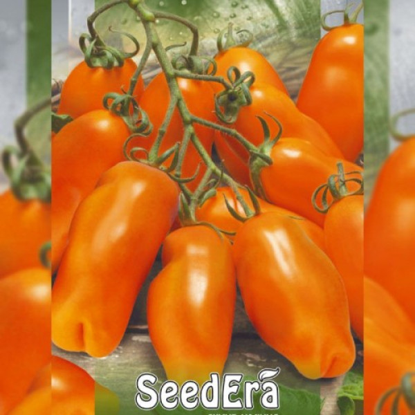Ерос насіння помідора індетермінантного (Seedera)