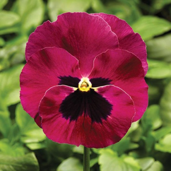 Фіно F1 рожева вічком (Rose With Blotch) насіння віоли (Syngenta)
