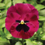 Фіно F1 рожева вічком (Rose With Blotch) насіння віоли (Syngenta)