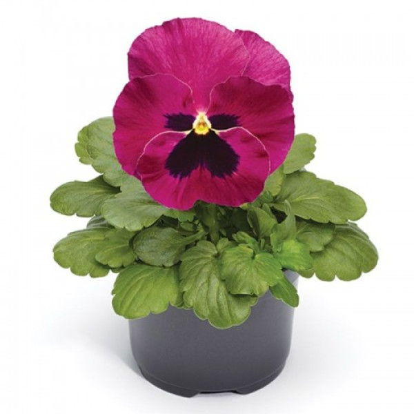Фіно F1 рожева вічком (Rose With Blotch) насіння віоли (Syngenta)