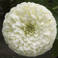 Гіганти Бенарі білі (white) насіння майор (Benary)