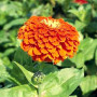 Гіганти Бенарі помаранчеві (orange) насіння майор (Benary)