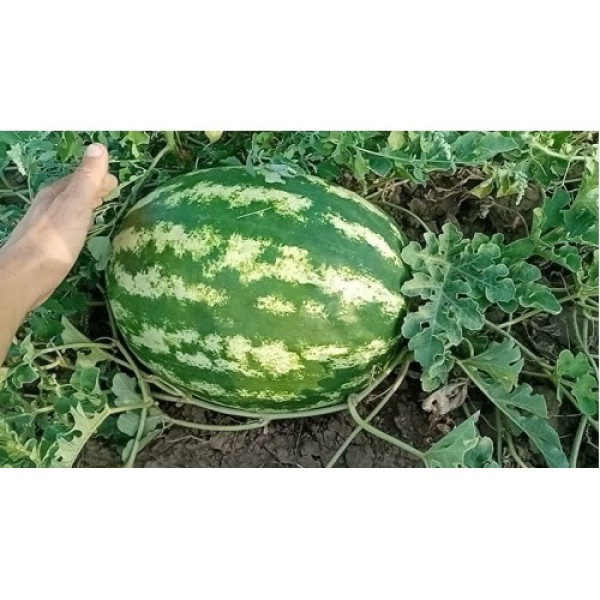 АУ Продюсер семян арбуза среднего (Spark Seeds)