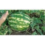 АУ Продюсер семян арбуза среднего (Spark Seeds)