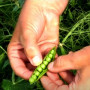 Идалго семян гороха овощного усатого (Syngenta)