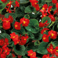 Инферно F1 Red on Green Foliage семена бегонии вечноцветущей (Sakata)