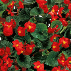 Інферно F1 Red on Green Foliage насіння бегонії вічноквітучої (Sakata)