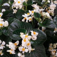 Инферно F1 White on Green Foliage семена бегонии вечноцветущей (Sakata)