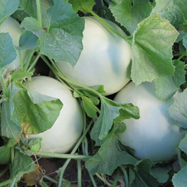 Анук F1 (INX 1063 F1) семена дыни тип Хани Дью (Innova Seeds)