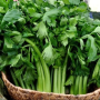 Дарклет F1 семена сельдерея черешкового (Takii Seeds)
