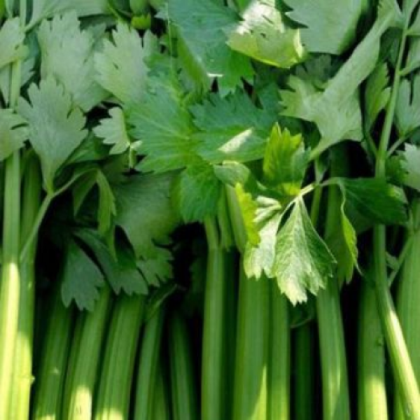 Дарклет F1 семена сельдерея черешкового (Takii Seeds)