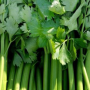 Дарклет F1 семена сельдерея черешкового (Takii Seeds)