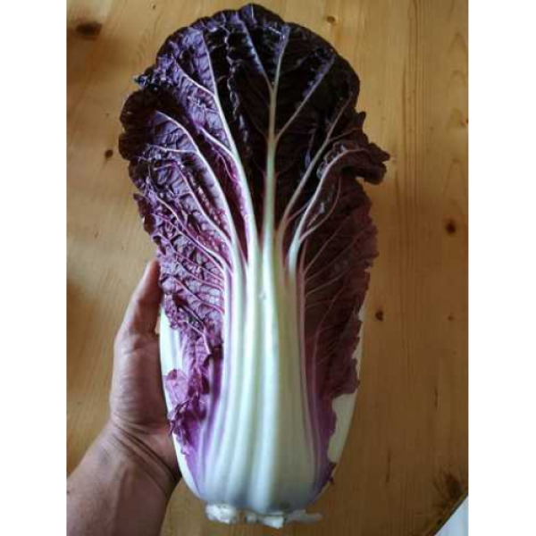 Ямада F1 (КС 888 F1) семена капусты пекинской (Kitano Seeds)