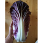 Ямада F1 (КС 888 F1) семена капусты пекинской (Kitano Seeds)