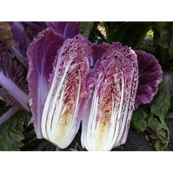 Ямада F1 (КС 888 F1) семена капусты пекинской (Kitano Seeds)