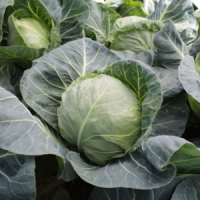 КС 15 F1 насіння капусти білоголової (Kitano Seeds)