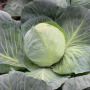 КС 60 F1 насіння капусти білоголової (Kitano Seeds)