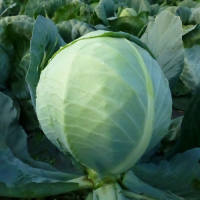КС 60 F1 семена капусты белокочанной (Kitano Seeds)