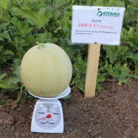 Міра F1 (KS 7037 F1) насіння дині (Kitano Seeds)