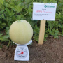 Мера F1 (KS 7037 F1) семена дыни (Kitano Seeds)