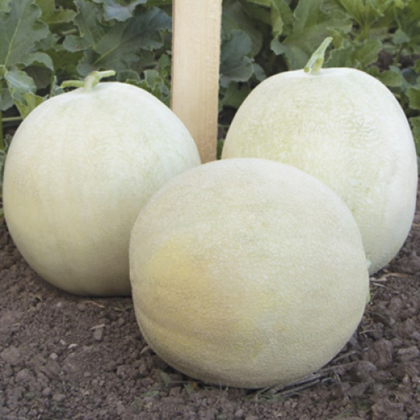 Мера F1 (KS 7037 F1) семена дыни (Kitano Seeds)