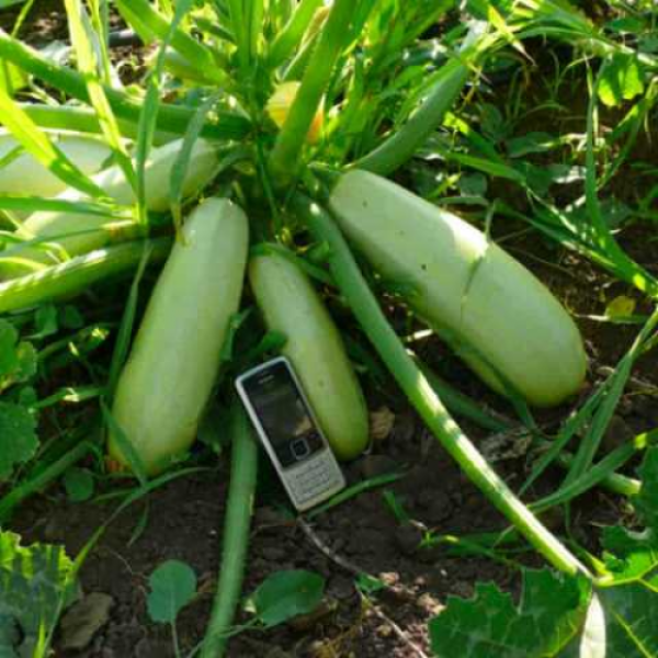 Муфаса F1 семена кабачка (Lark Seeds)