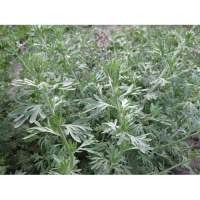 Полынь лекарственная семена (Satimex)