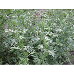 Полынь лекарственная семена (Satimex)