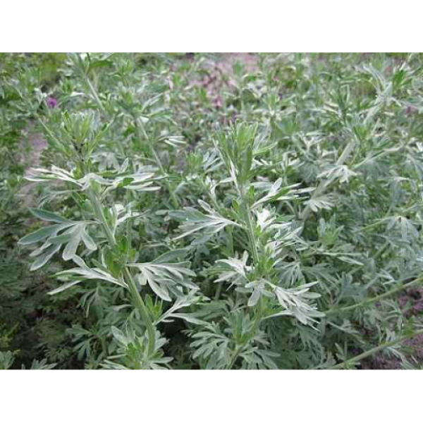 Полынь лекарственная семена (Satimex)