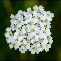 Тисячолисник звичайний насіння (Satimex)