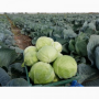 Агрессор F1 семена капусты б/н среднепоздней 110-120 дней 3-5 кг окр. (Syngenta)