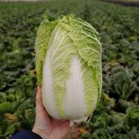 JS 4040 F1 (калибр.) семена капусты пекинской (Joeun Seeds)