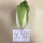 JS 4040 F1 (калібр.) насіння капусти пекінської (Joeun Seeds)