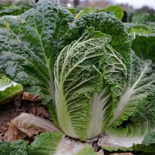 JS 4040 F1 (калібр.) насіння капусти пекінської (Joeun Seeds)