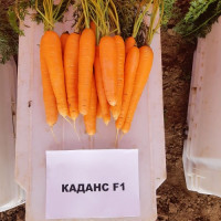 Каданс F1 (1,6-1,8) семян моркови Нантес поздней 135 дн. 18-23 см (Nunhems)