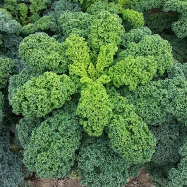 Кадет семян капусты листовой (Moravoseed)