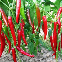 Харієт насіння перцю гіркого (Moravoseed)