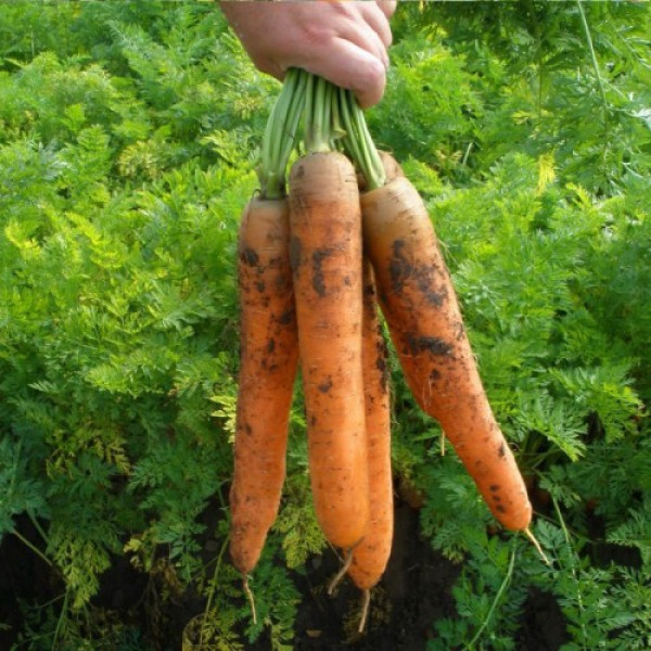 Колосеум F1 семена моркови (Semo)