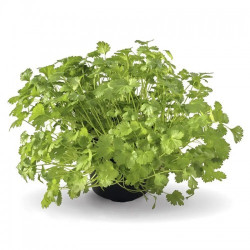 Коріандр кімнатний насіння коріандру (кінзи) (Wing Seed)