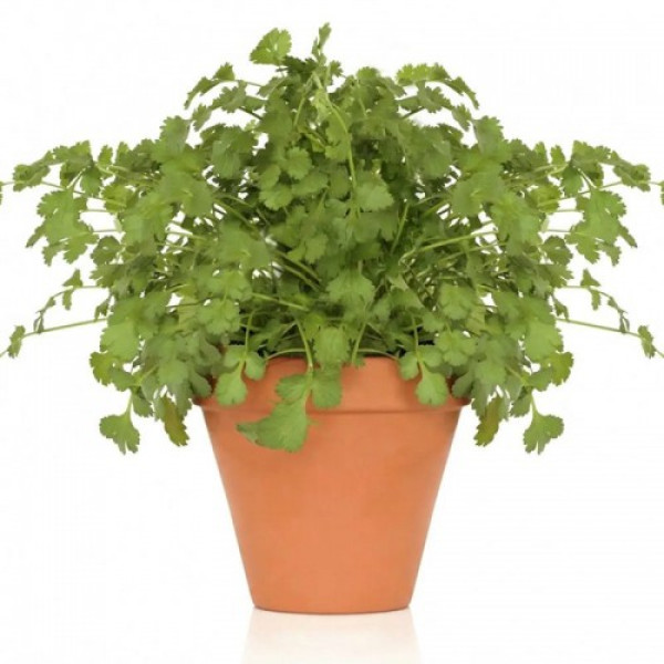 Коріандр кімнатний насіння коріандру (кінзи) (Wing Seed)