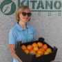 Ямамото (КС 10) F1 семена помидора индетерминантного (Kitano Seeds)