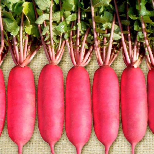 КС 100 F1 (KS 100 F1) дайкон семян редьки (Kitano Seeds)