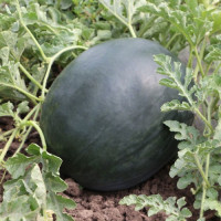 КС 160 F1 семена арбуза среднего (Kitano Seeds)