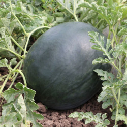 КС 160 F1 насіння кавуна середнього (Kitano Seeds)