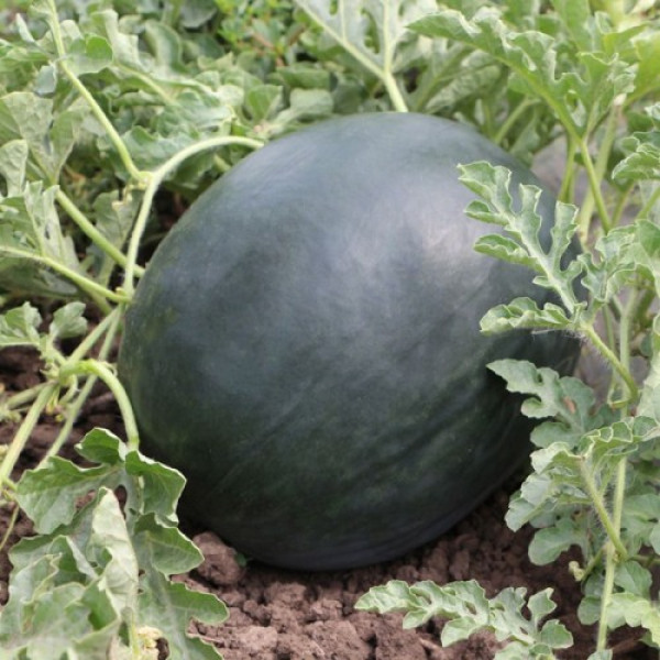 КС 160 F1 семена арбуза среднего (Kitano Seeds)