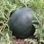 КС 160 F1 семена арбуза среднего (Kitano Seeds)