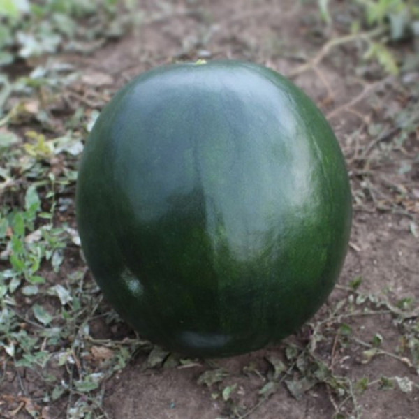 КС 160 F1 семена арбуза среднего (Kitano Seeds)