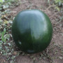 КС 160 F1 семена арбуза среднего (Kitano Seeds)