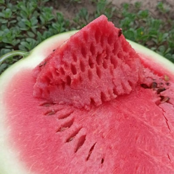 КС 160 F1 семена арбуза среднего (Kitano Seeds)