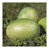 Банір F1 (КС 1819 F1) насіння кавуна середнього (Kitano Seeds)